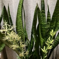 サンセベリアの開花