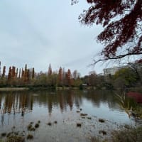 井の頭公園の紅葉【平日遠足】