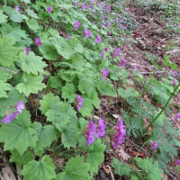 「猿留山道を歩く会・新緑」が行われました。