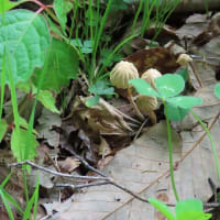 今シーズン最後の山菜取り