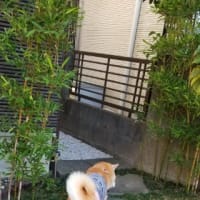 クリンへの想いは尽きなくて・・・298