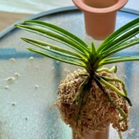 富貴蘭コラム 〜植え替え2025〜