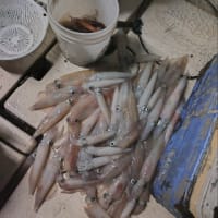 イカ釣り