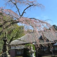 成願寺の桜