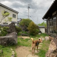 犬連れ遠足・鷲羽山〜渋川・ランチまで！