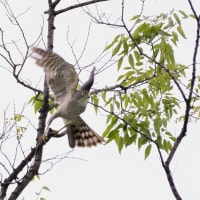 心に残る情景*「鳥景」見沼の小さな森・カラスを警戒して飛び出すツミの雌鳥