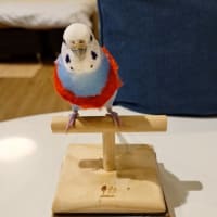 今夜はオールスター!!
