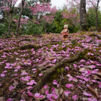 ミモロの京都桜巡り2023。平和を願い世界各地に植えられた「陽光桜」を守る「熊野若王子神社」の「桜花苑」