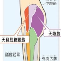 膝OAのメカニズム（勉強会）