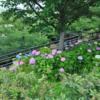 多摩川台公園あじさい園　　多摩川駅と東急電車　　　7