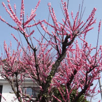 今年は3/12に満開かな