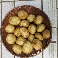 体調もようやく回復しての「ジャガイモほり」