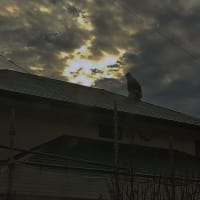 （写真）　屋根の上の職人さん　　長崎沙織　
