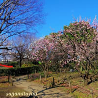 「相模原北公園」では遅咲き種の「梅花」がラスト景を披露中！！