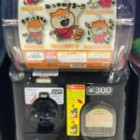 お弁当と最近の過ごし方