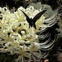 オリジナルテンプレートを曼殊沙華にしました