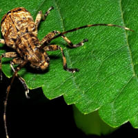 ナガゴマフカミキリ