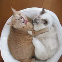 惠ちゃんチケ