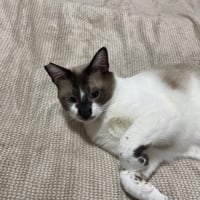 猫の譲渡会