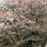 桜と花ニラ