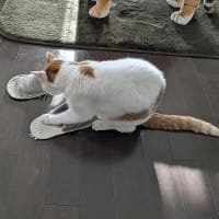 ３月と４月の猫たち
