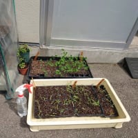 小さい家庭菜園の始まり