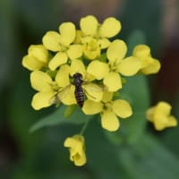 モッコウバラ、オダマキなど（自宅の花）