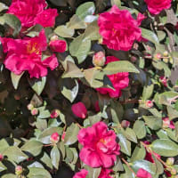 寒椿の花