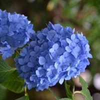 川越八幡宮の紫陽花 ２