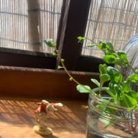 胡瓜草の下で踊る猫又