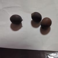 二千年ハスの種