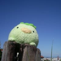 一番視野の広い動物はガゼルじゃないよ カメレオン かっぱの