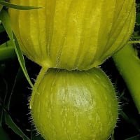 七月（文月）13日（日）畑で見逃花など・・・マンション管理会社希望二社デモの様子！