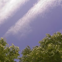 田植え後の棚田