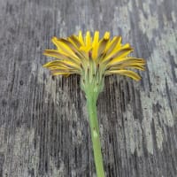 タンポポを見ながら