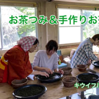お茶つみ手作りお茶づくり　キウイフルーツカントリーJapan