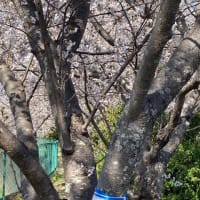 川べりの桜並木