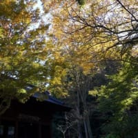 今年の紅葉