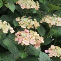 紫陽花