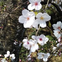 写真（桜、ミツバツツジ、花桃、スノーフレーク、キブシ） 