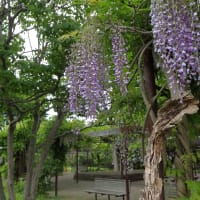 百合が原公園の藤は終わっていました
