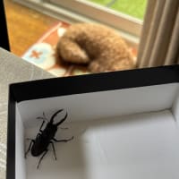 また夏の虫たち