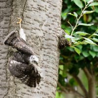 心に残る情景*「鳥景」見沼の小さな森、ツミの家族