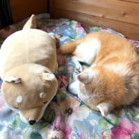 一年ぶりでございます