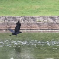 カイツブリの巣を襲うカラス