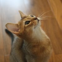 仔猫の十戒