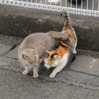 春の猫たち