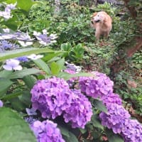 リンゴも大きくなってるよ　孫ちゃんとライン電話　２５．６/２５