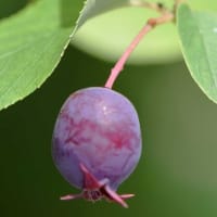 鉢植えの「ジューンベリー」（２）初夏の果実