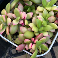 寄せ植え作ろう